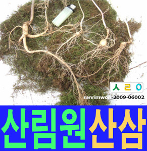 산림원 산삼 소백산 sanrimwon-2009-06002